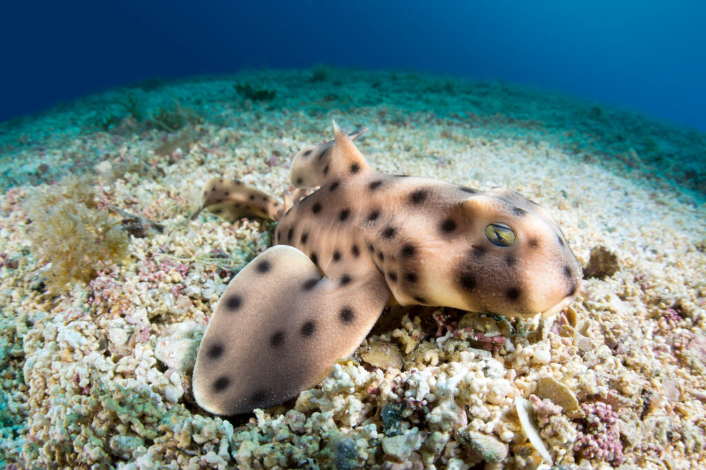 a horn shark on the seafloor