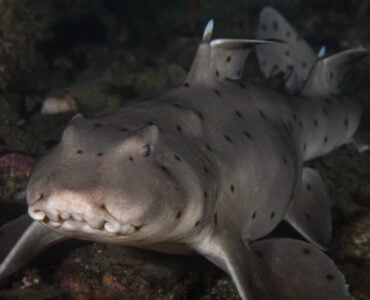 closeup of a horn shark underwater