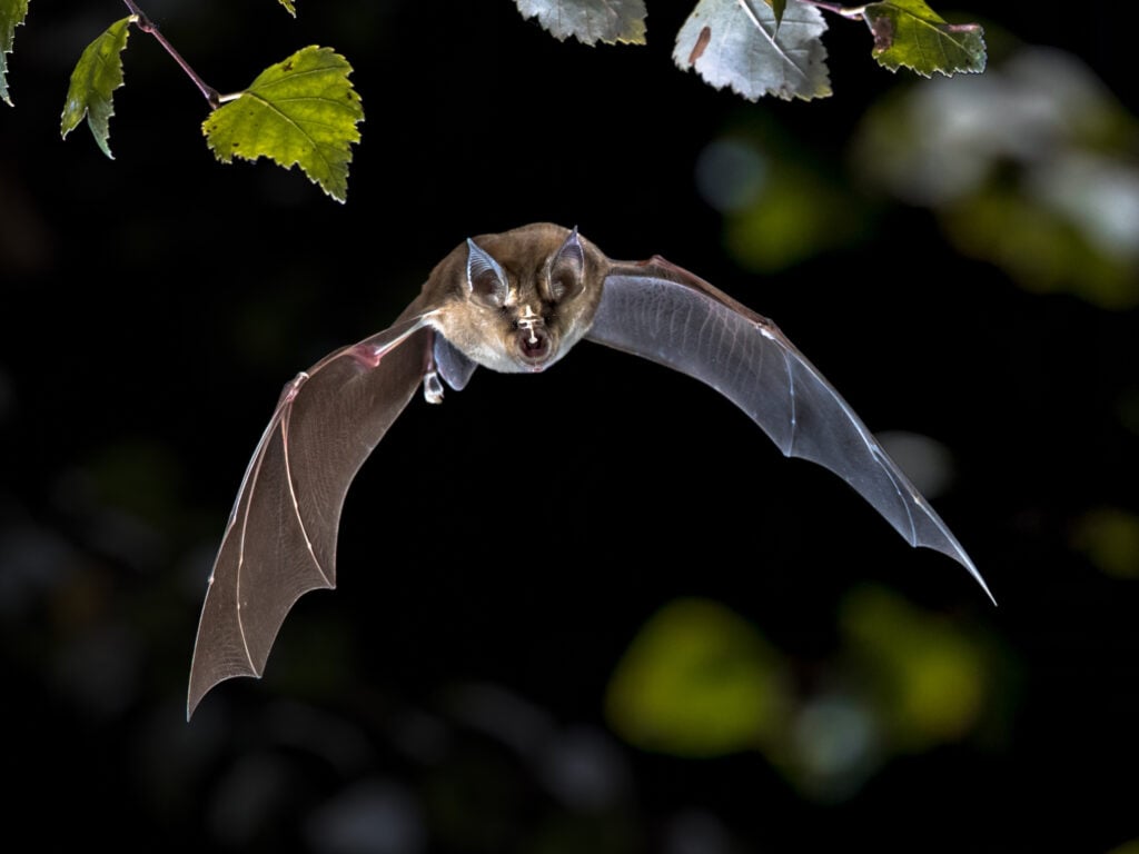 horseshoe bat flying in the air