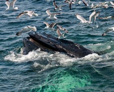 a humpback whale in the ocean surrounded by seagulls