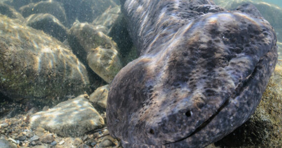 a closeup of a massive salamander underwater