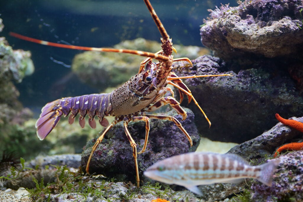 a lobster in an aquarium