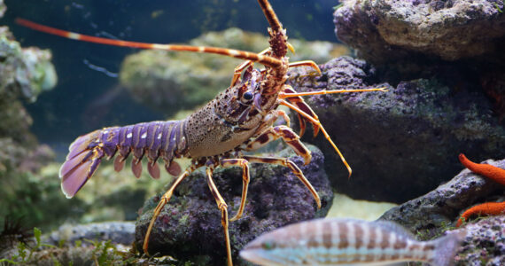 a lobster in an aquarium