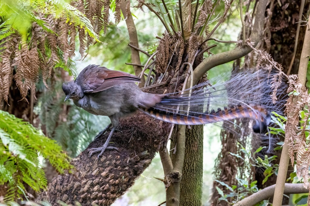 a lyrebird in a tree