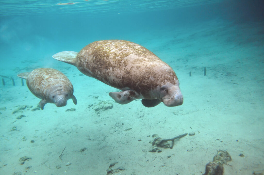 a manatee and its calf swimming underwater