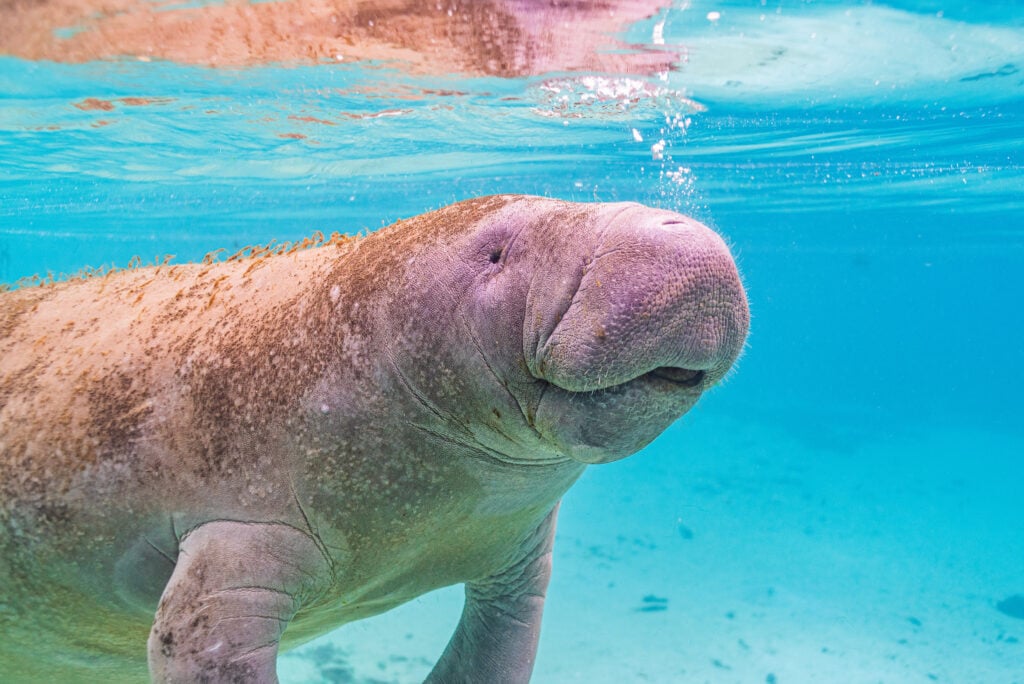 a manatee underwater