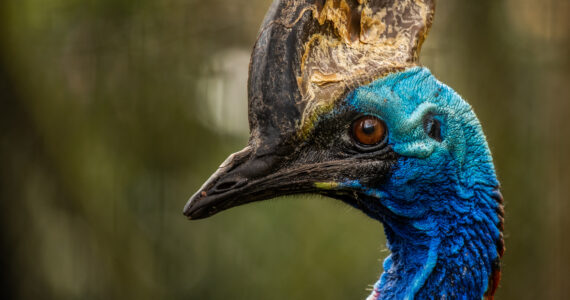 a dangerous cassowary up close
