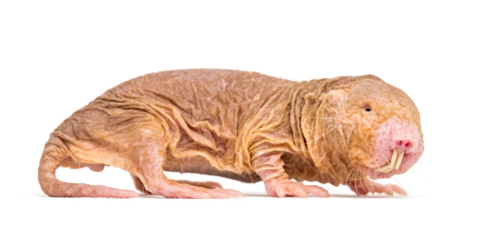 a naked mole rat up close