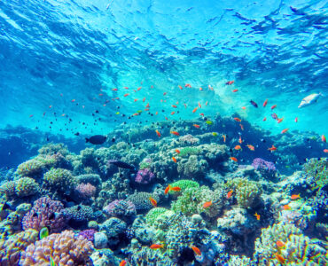 a beautiful coral reef underwater