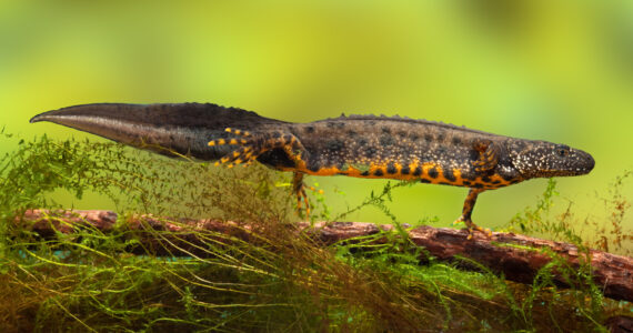 a newt swimming over a log