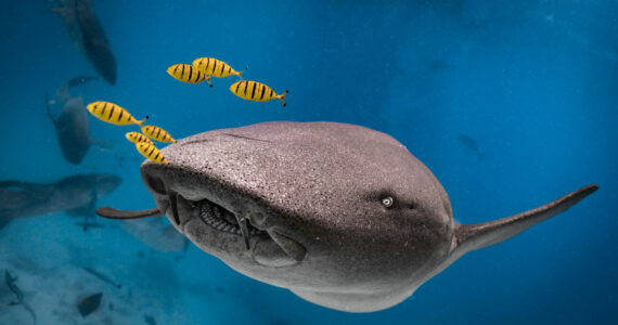 a nurse shark swimming underwater