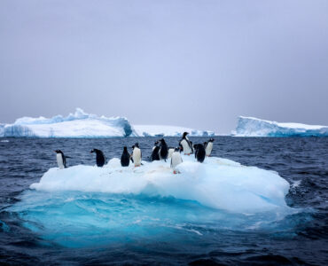 penguins standing on a melting iceberg