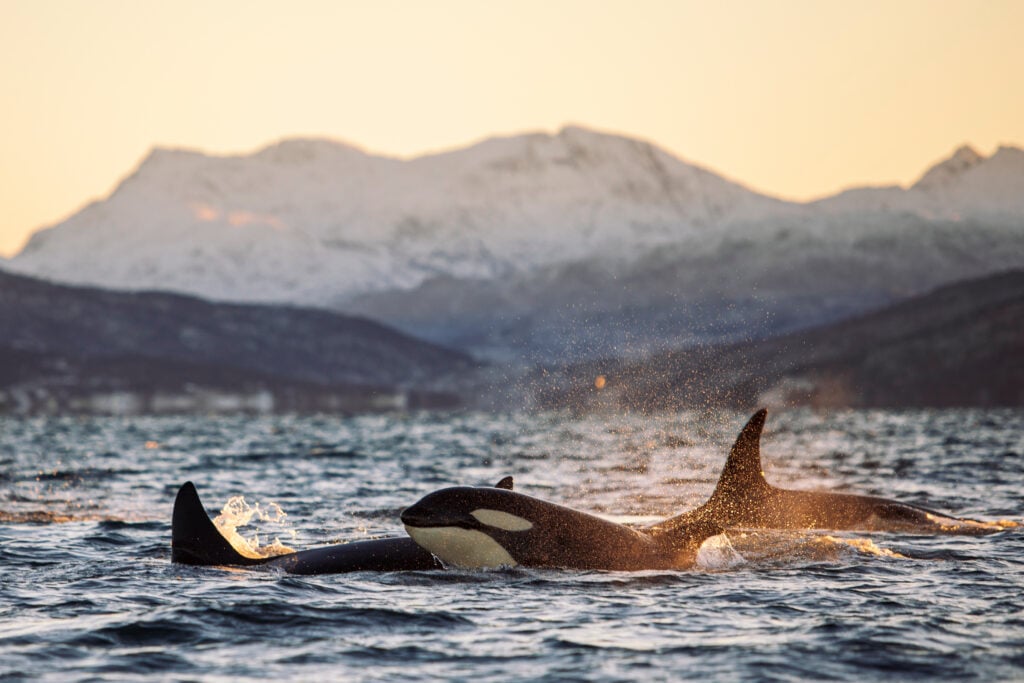 a pod of orcas in the ocean