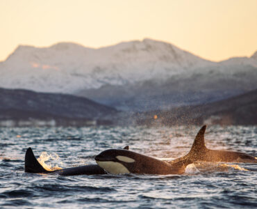 a pod of orcas in the ocean