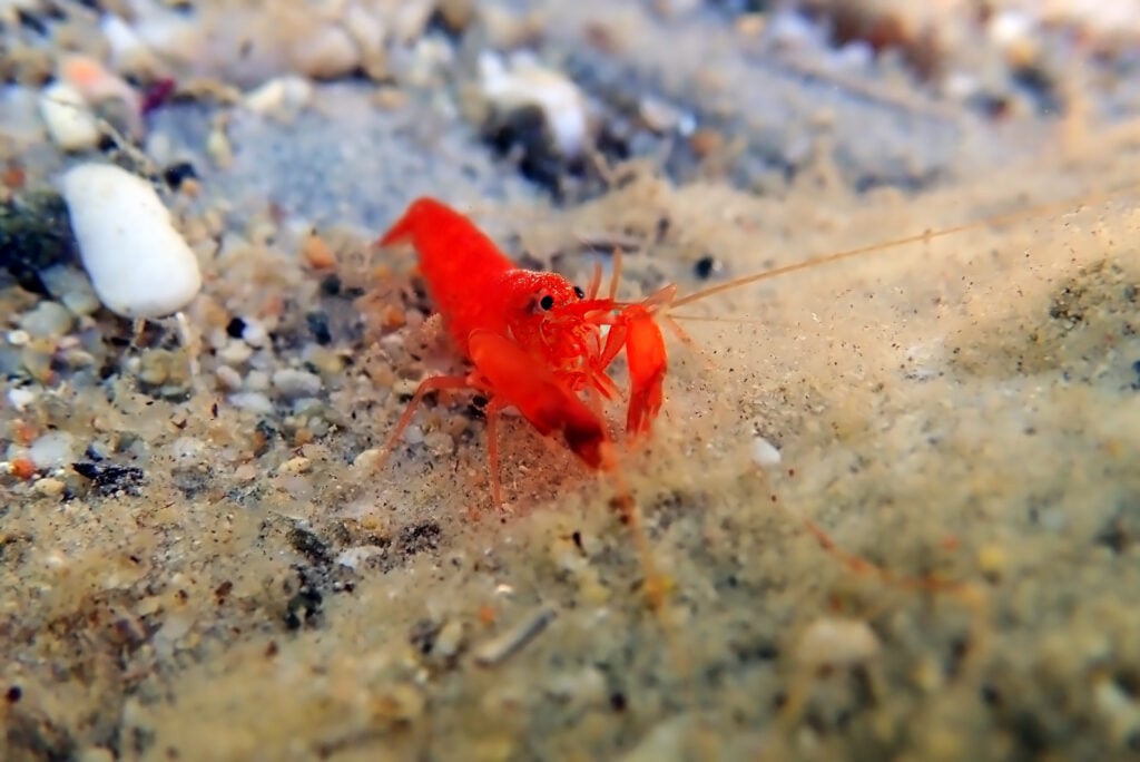 a red pistol shrimp