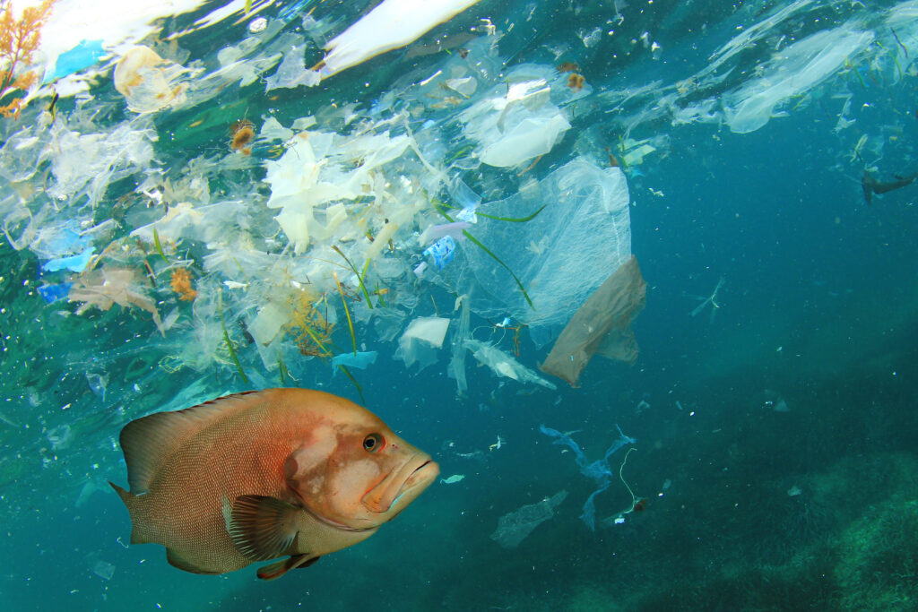 a fish swimming near plastic in the ocean