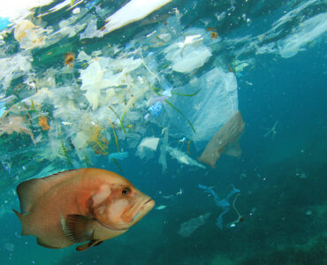a fish swimming near plastic in the ocean