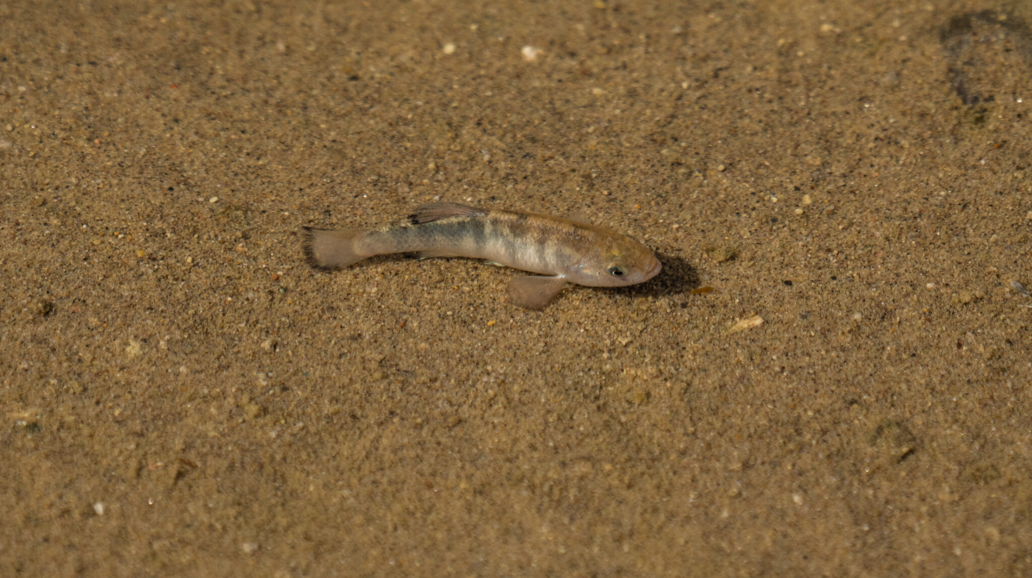 The Rarest Freshwater Fish in the World