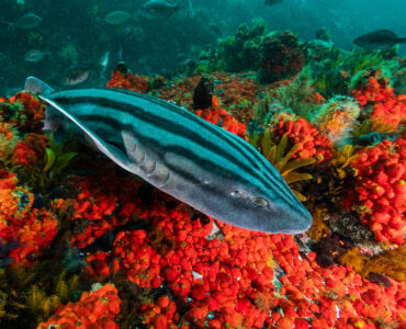 beautiful pyjama shark swimming