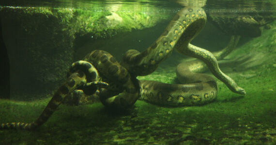 a green anaconda underwater