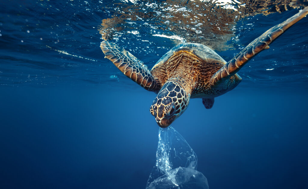 a sea turtle eating plastic int he ocean
