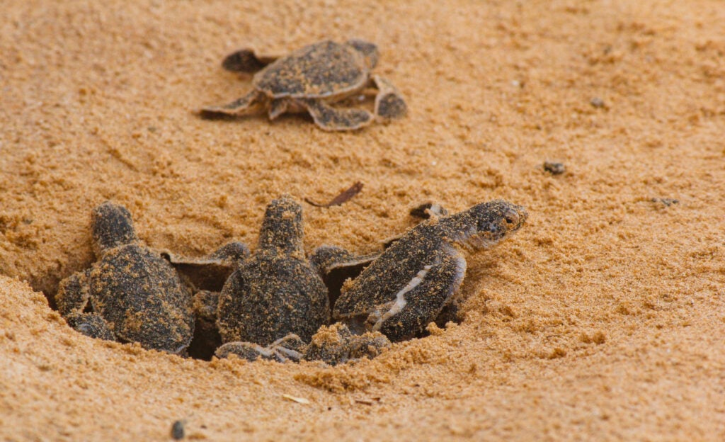 sea turtles emerging from the sand
