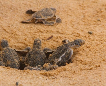 sea turtles emerging from the sand