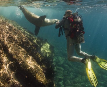 a diver and a seal underwater