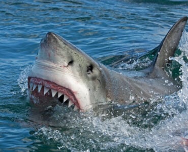 a great white shark coming up out of the water