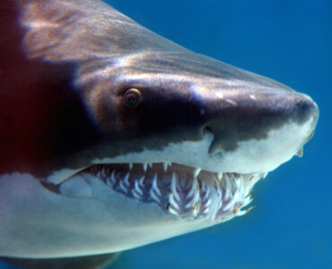 a shark showing its sharp teeth