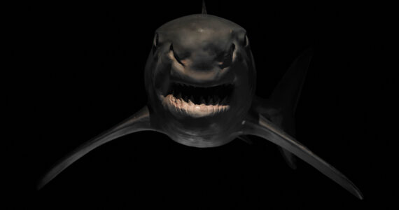 a closeup of a scary looking shark in dark water