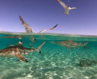 sharks swimming at the surface of the water