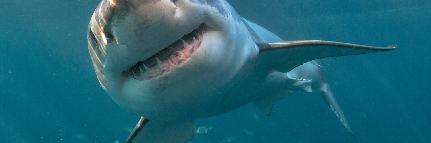 a shark up close underwater