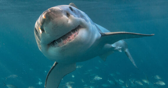 a shark up close underwater