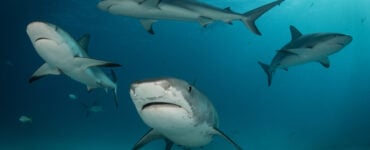 a shoal of sharks underwater