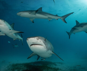 a shoal of sharks underwater