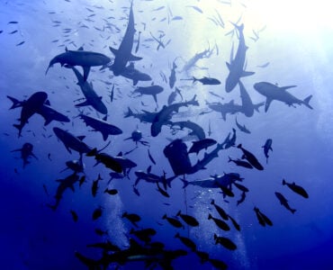 a shoal of sharks in the ocean