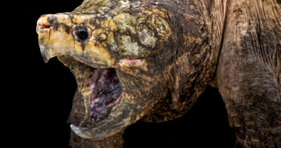 a snapping turtle close up with its mouth open