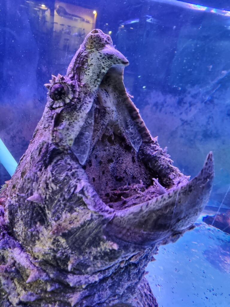 snapping turtle with its mouth open