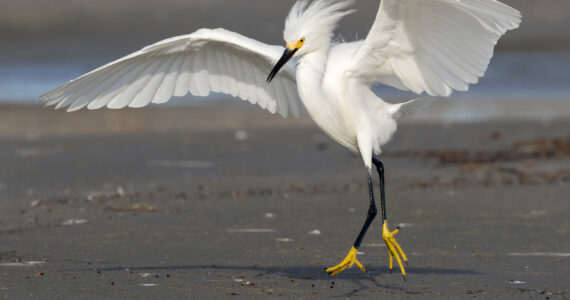 a snowy egret in a defensive posture