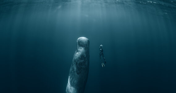 a sperm whale and a diver in the ocean