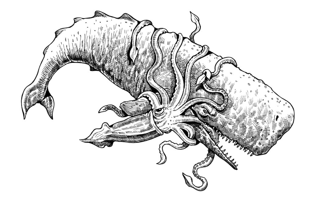 drawing of a sperm whale fighting a colossal squid