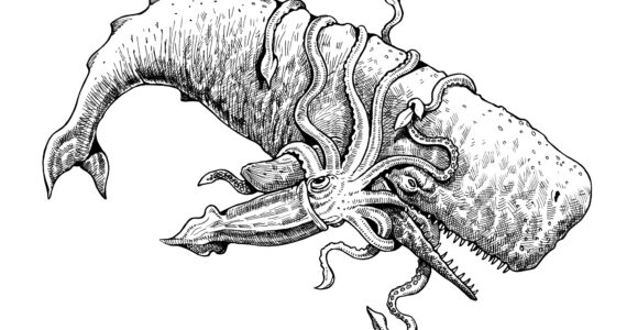 drawing of a sperm whale fighting a colossal squid