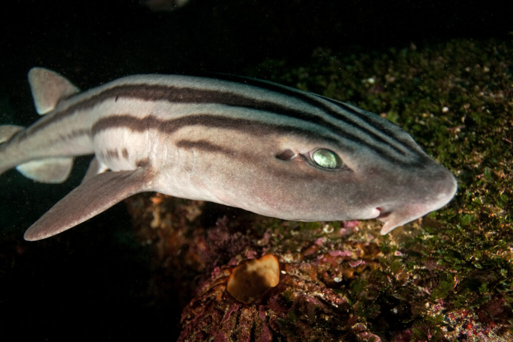 a pyjama shark deep unferwater