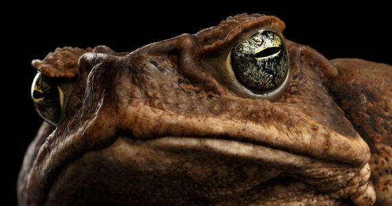 close up of a cane toad