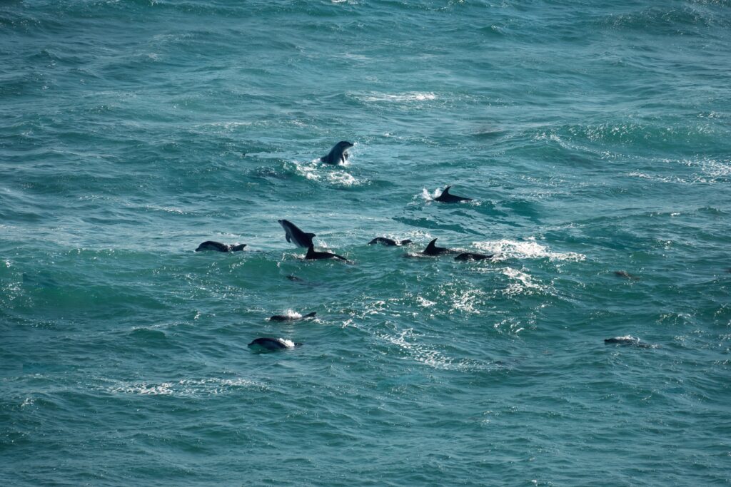 pod of victoria dolphins swimming