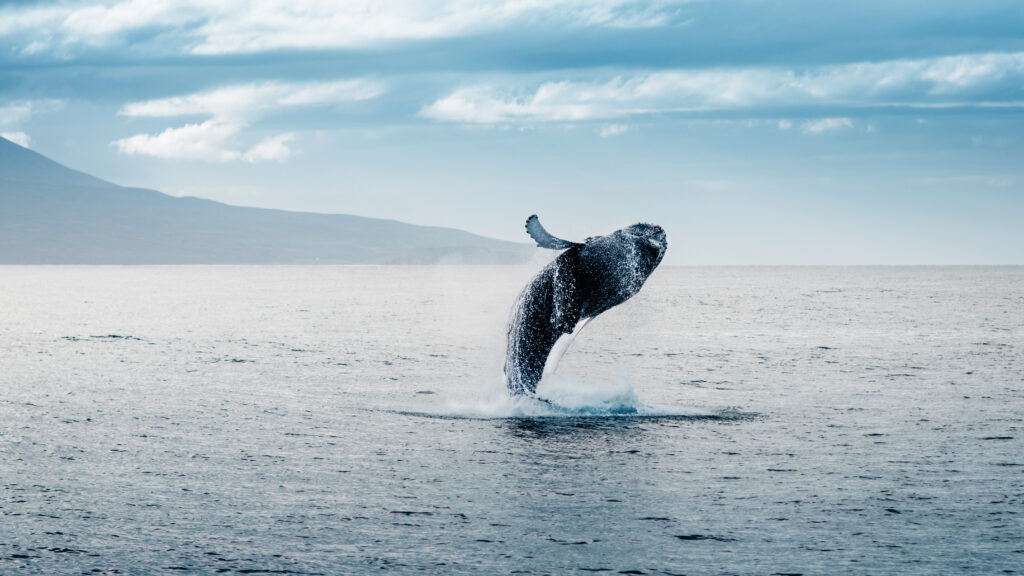 a whale breaching the water's surface