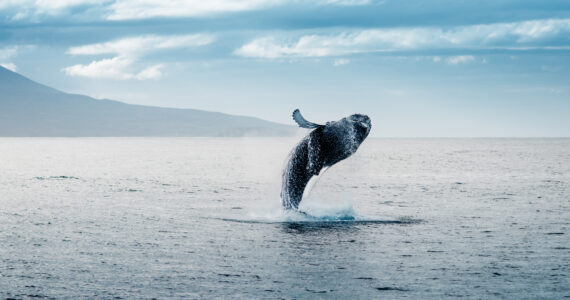 a whale breaching the water's surface