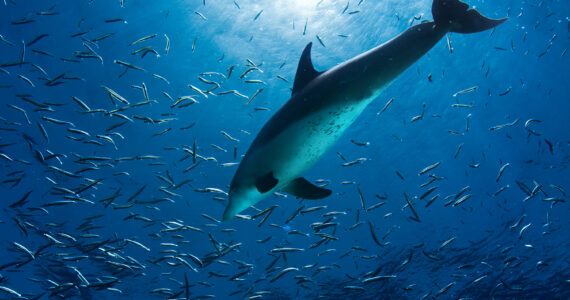 a bottlenose dolphin hunting fish