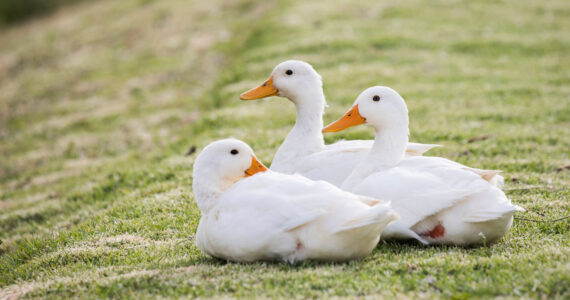 white ducks in the grass